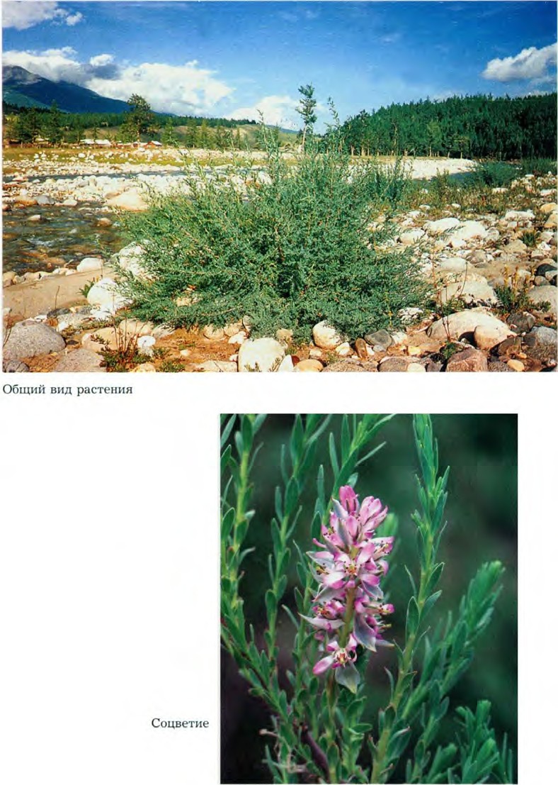 Myricaria longifolia (Willd.) Ehrenb.  —  Мирикария длиннолистная (Ш) Myrica11
