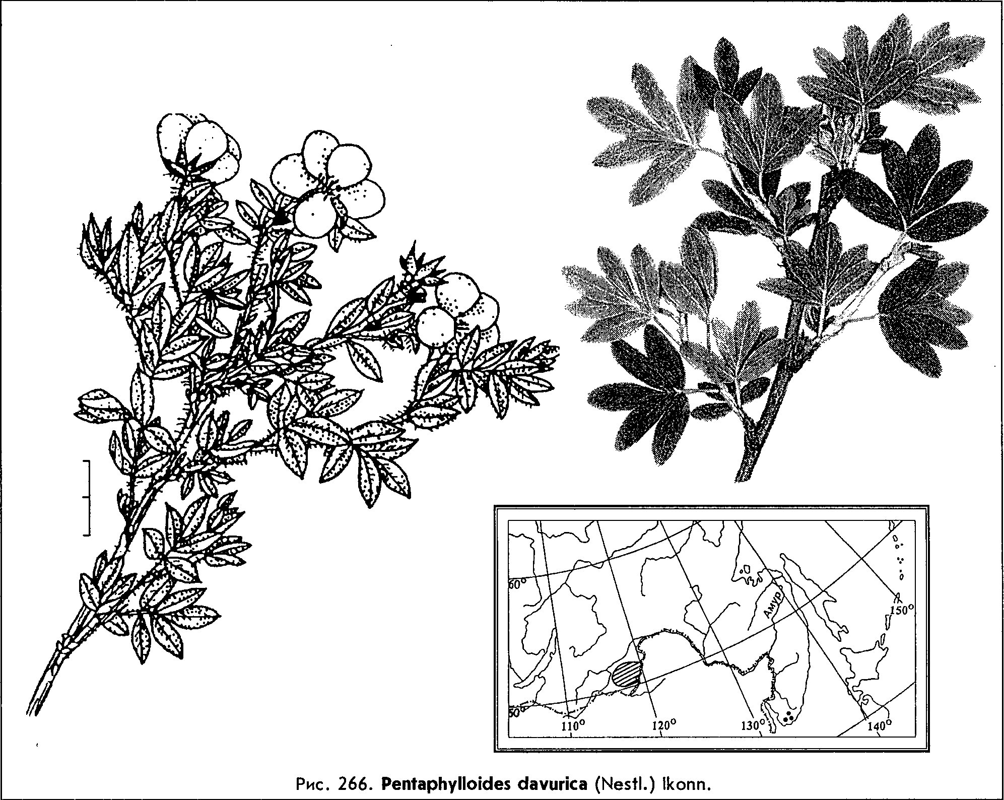 Pentaphylloides davurica (Nestl.) Ikonn. — Курильский чай даурский, пятилистник даурский (Ш) Pentap10