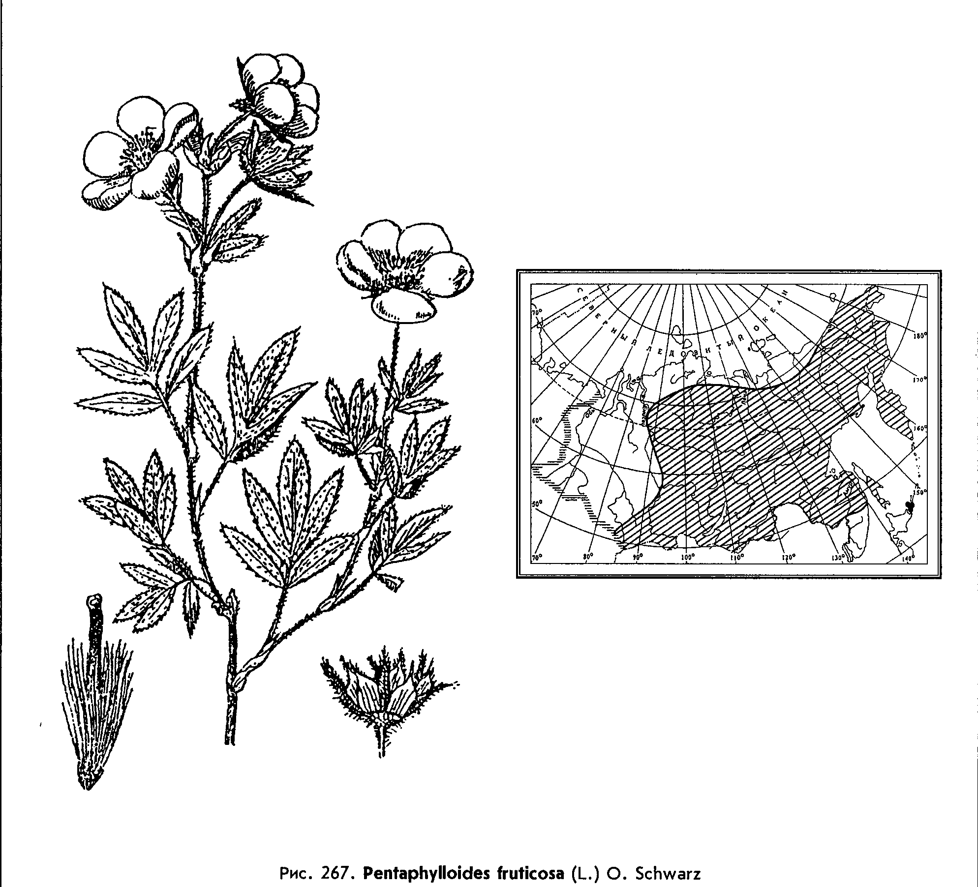 Pentaphylloides fruticosa (L.) О. Schwarz — Курильский чай кустарниковый (Ш) Pentap11