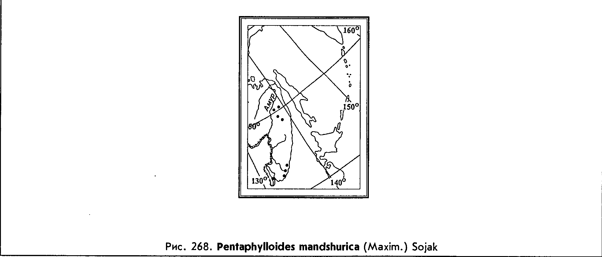 Pentaphylloides mandshurica (Maxim.) Sojak — Курильский чай маньчжурский (Ш) Pentap12