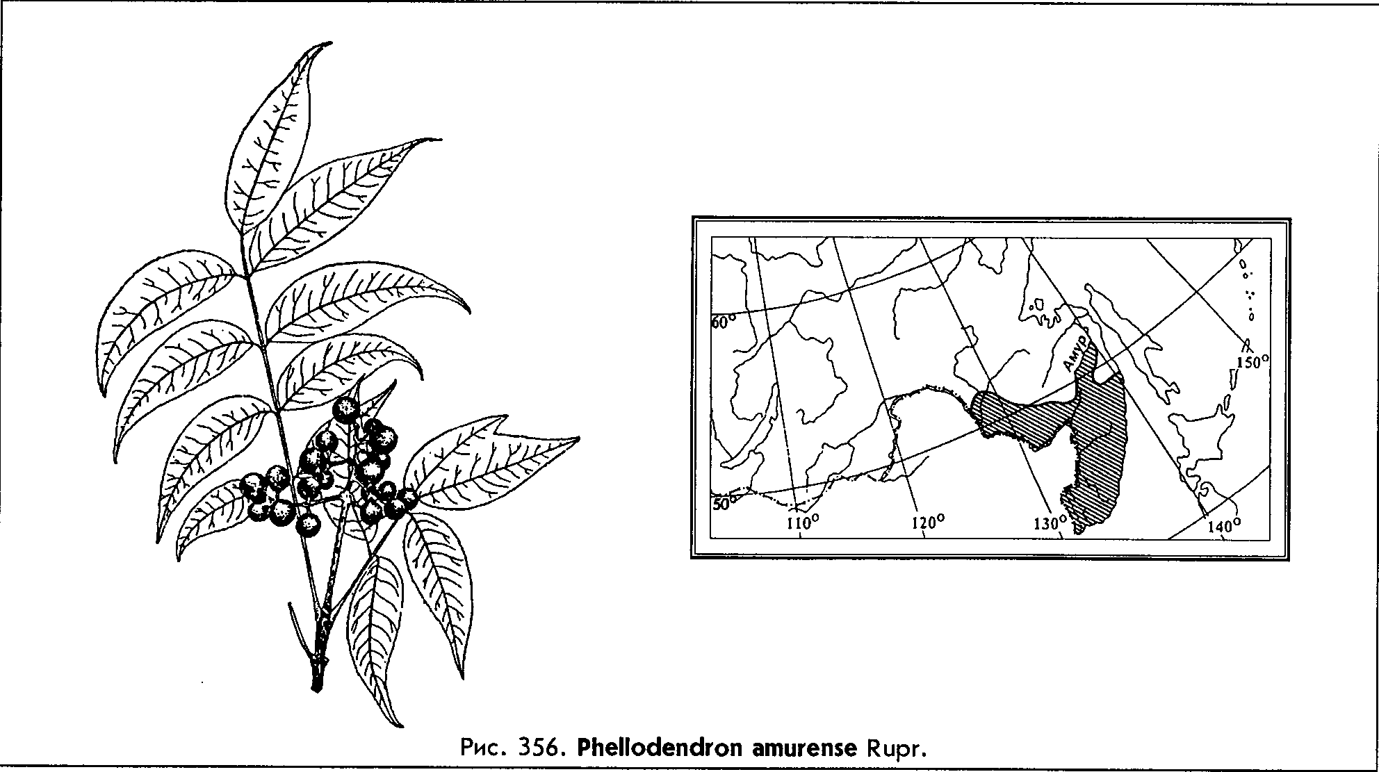 Phellodendron amurense Rupr. — Бархат амурский (Д) Phello10