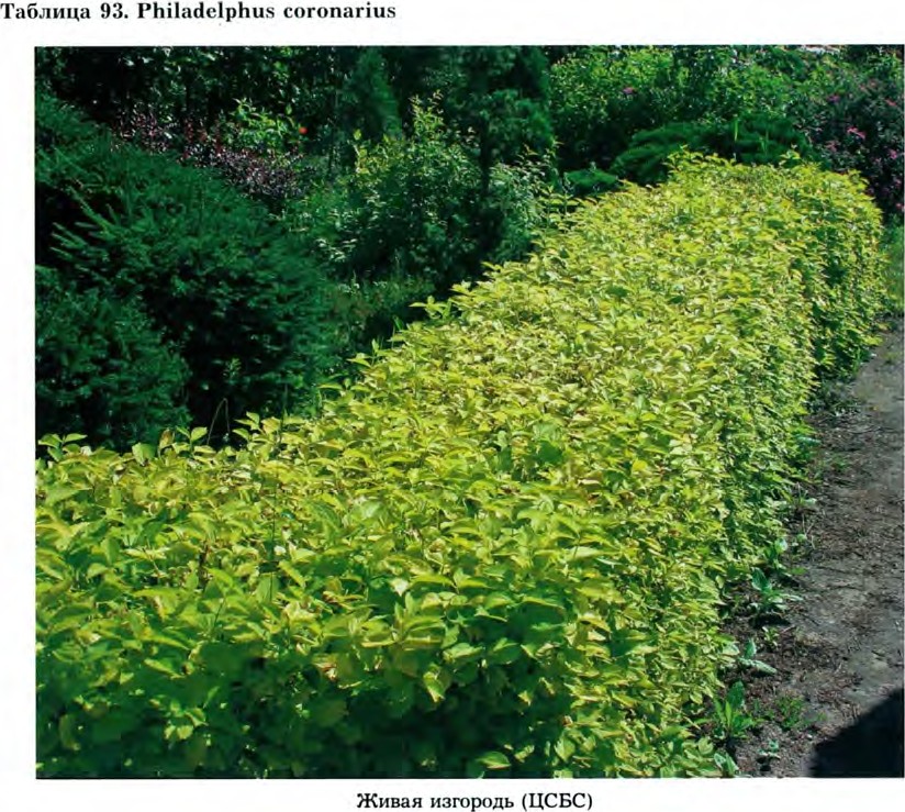 Philadelphus coronarius L. 'Aureus' — Чубушник венечный 'Золотистый' (Д) Philad10