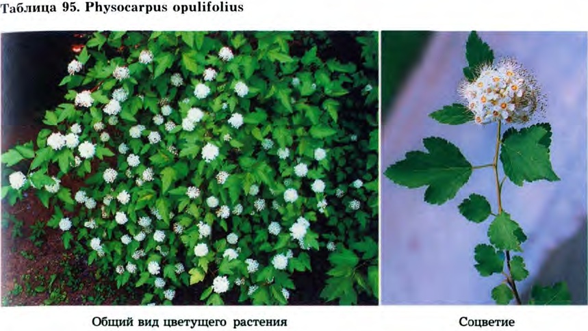 Physocarpus opulifolius (L.) Maxim. — Пузыреплодник калинолистный (Ш) Physoc10