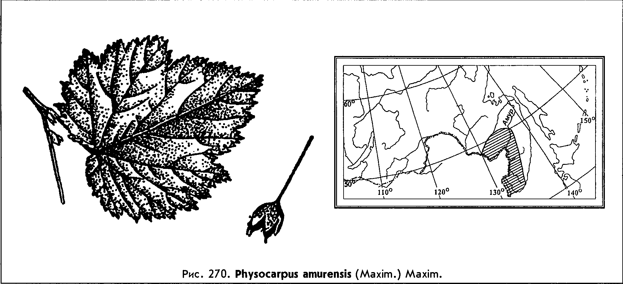 Physocarpus ribesifolius Kom. — Пузыреплодник смородинолистный, или амурский (Д) Physoc11