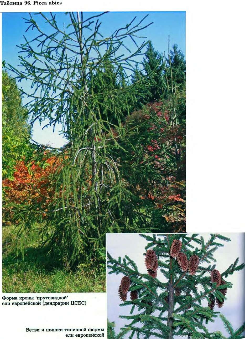 Picea abies (L.) Karst. — Ель европейская, пихтовая (Ш) Picea-10