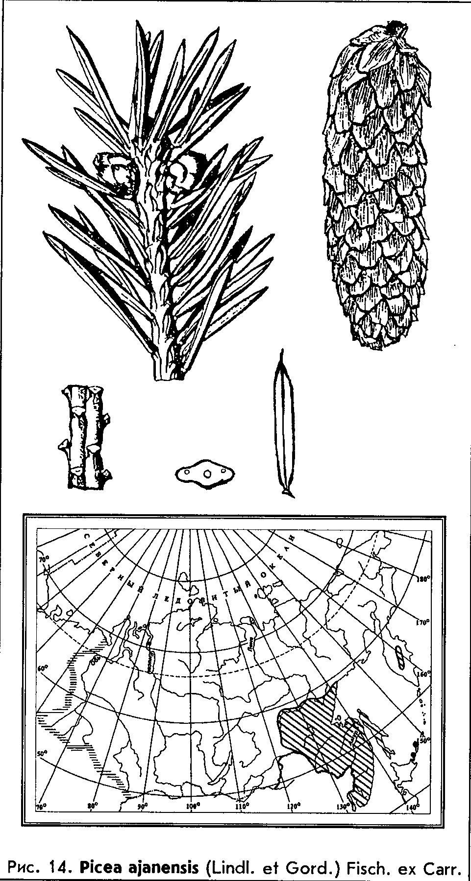 Picea ajanensis (Lindl. et Gord.) Fisch. ex Carr. — Ель аянская (Д) Picea-10