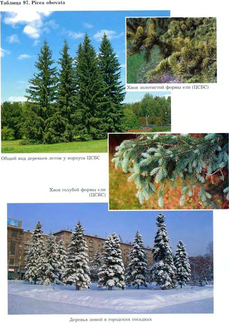 Picea obovata Ledeb. — Ель сибирская (Ш) Picea-11