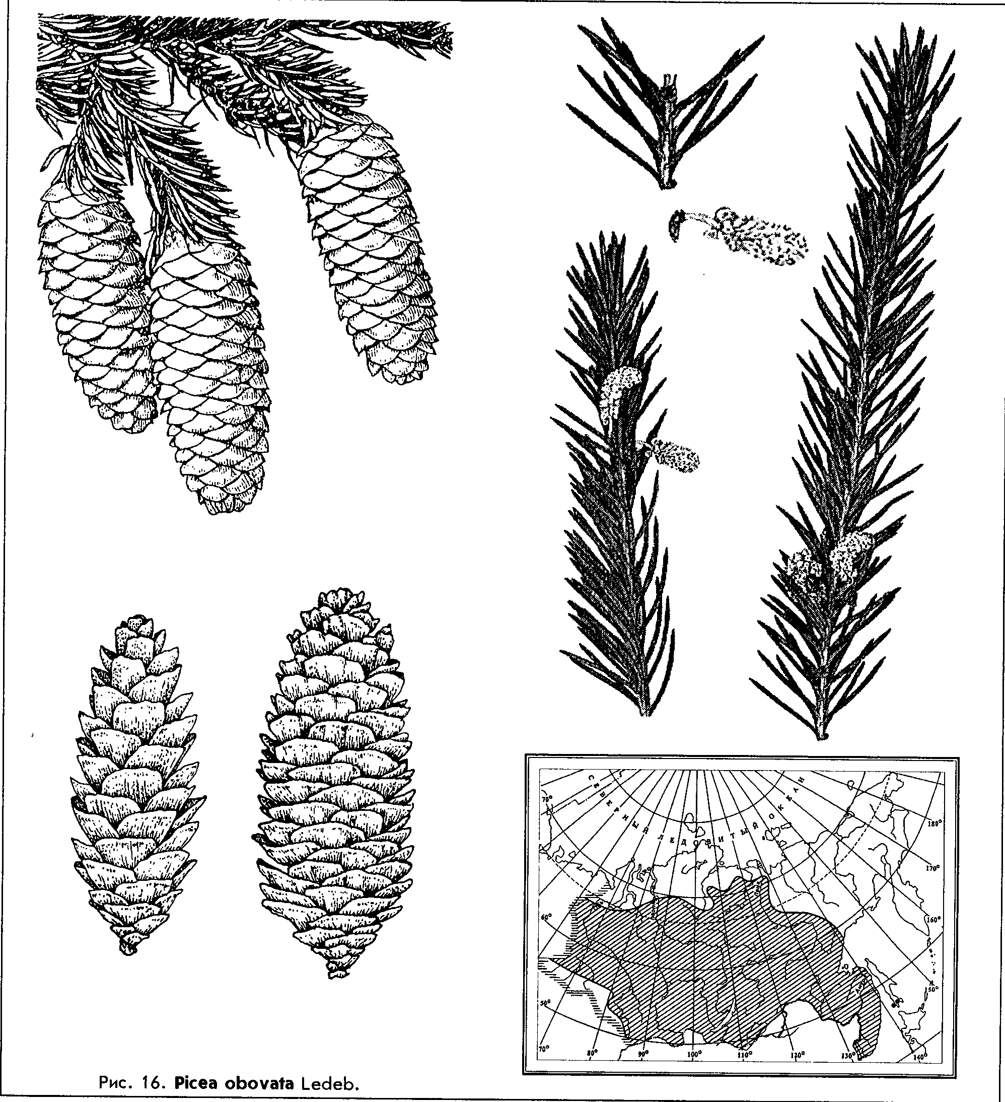 Picea obovata Ledeb. — Ель сибирская (Ш) Picea-11