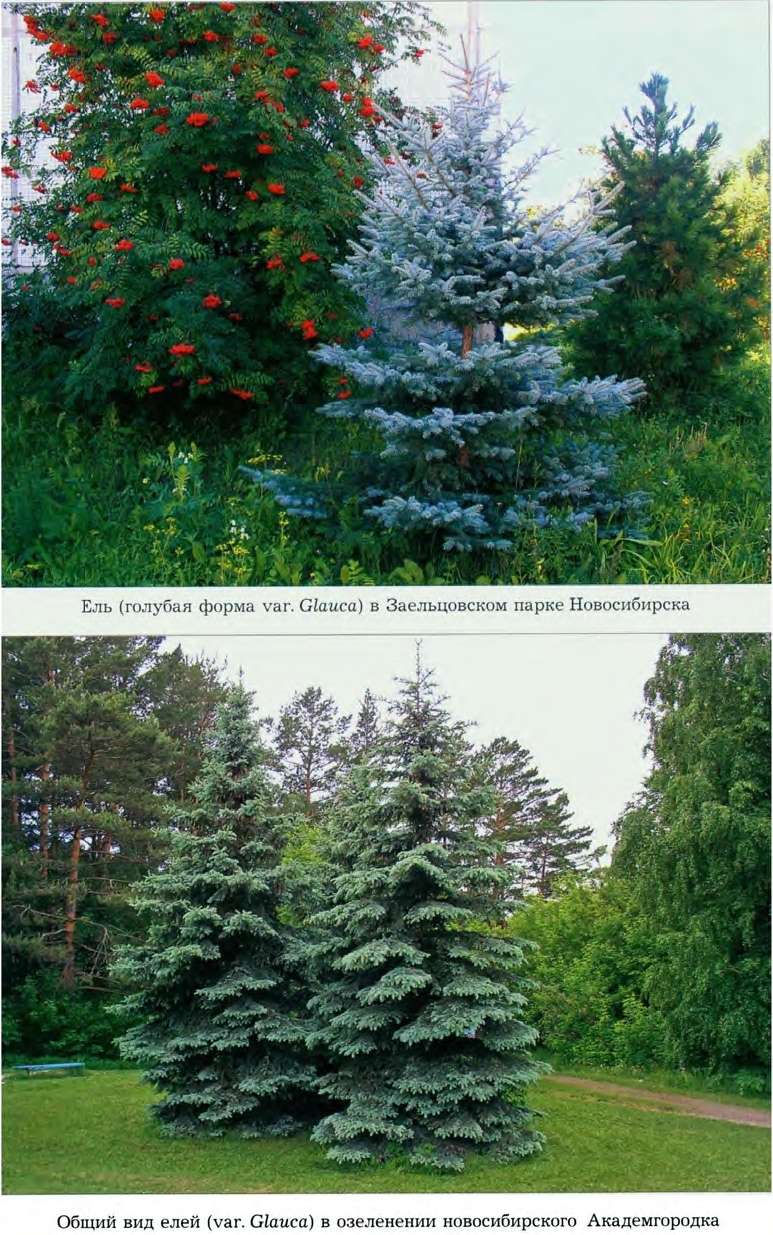 Picea pungens Engelm. — Ель колючая (Ш) Picea-12