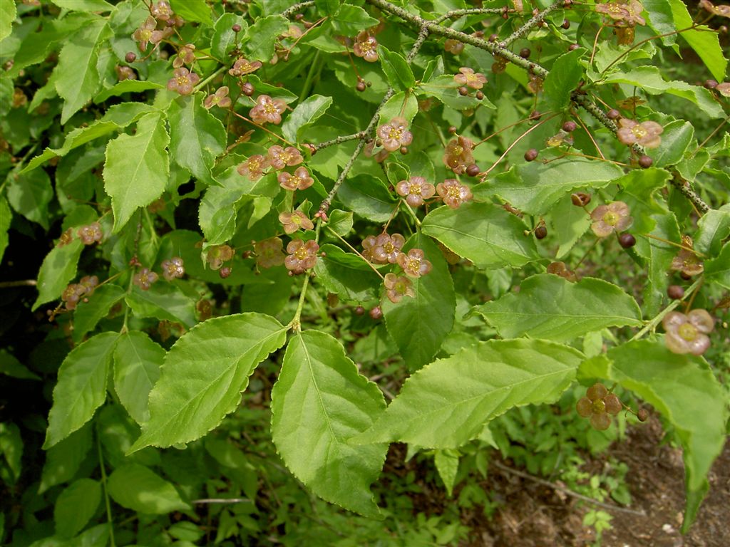 Euonymus verrucosa Scop. — Бересклет бородавчатый (Ш) Pict3410