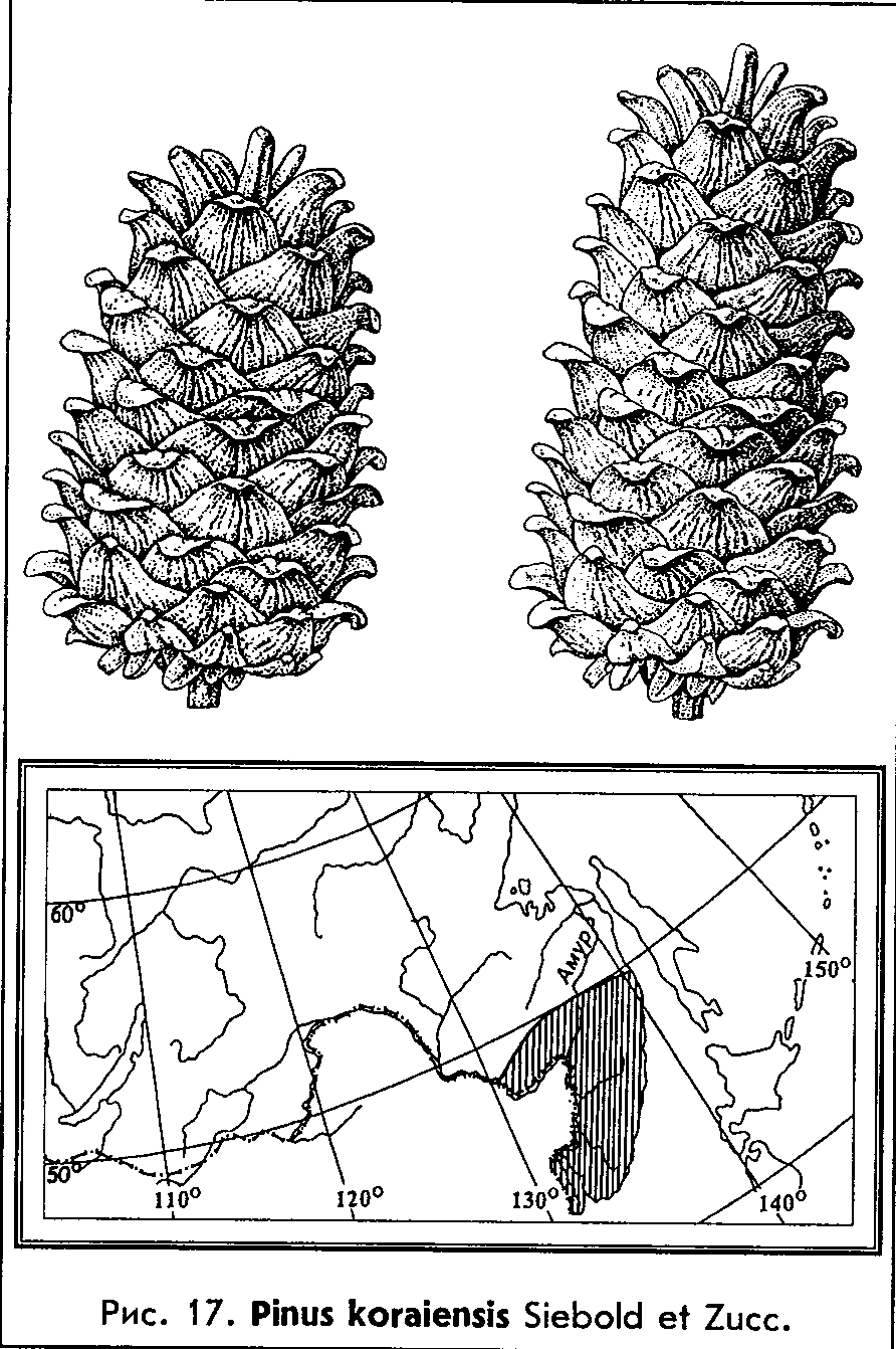 Pinus koraiensis Siebold & Zucc. — Сосна корейская, кедр корейский Pinus-10