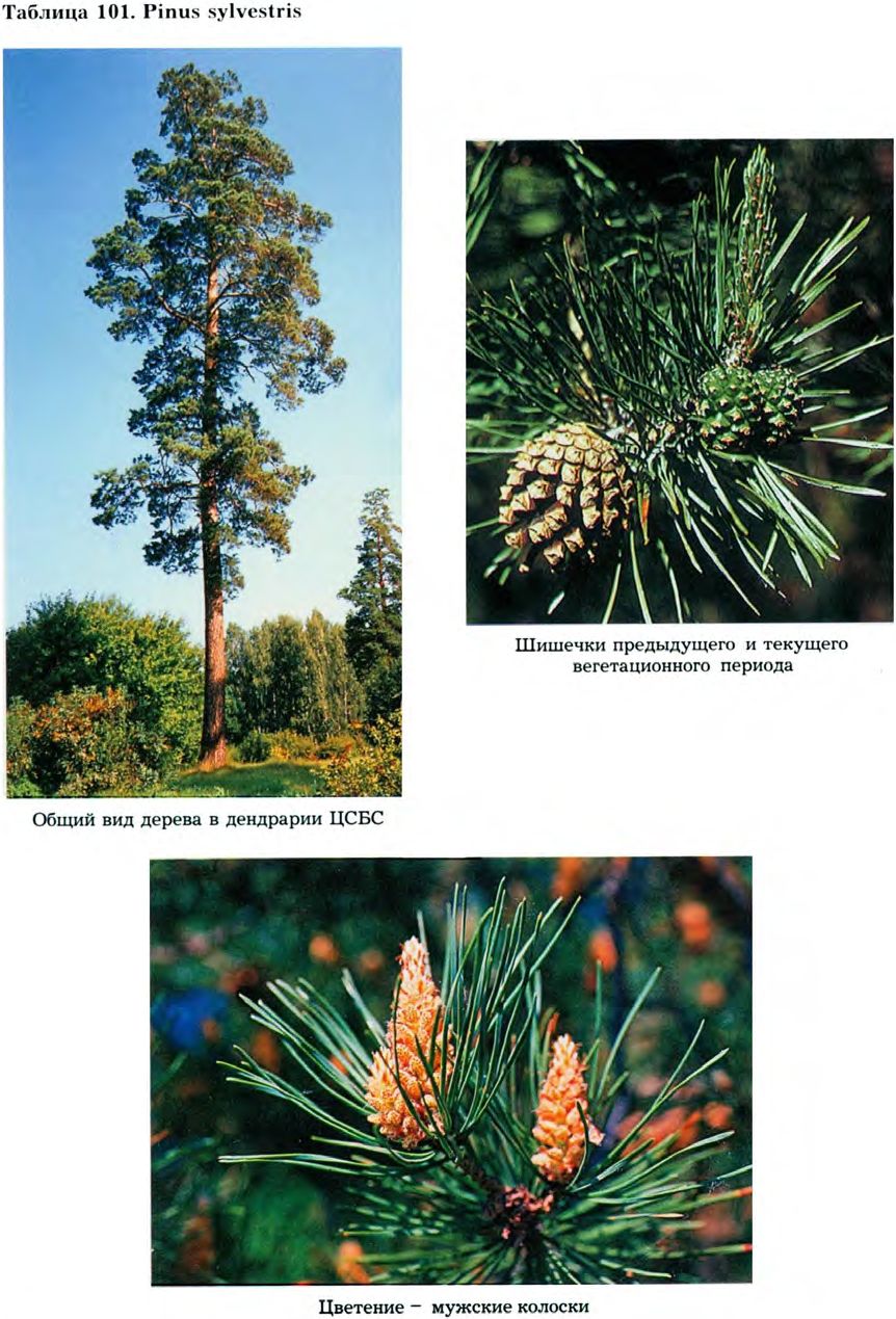 Pinus sylvestris L. — Сосна обыкновенная (Ш) Pinus-11