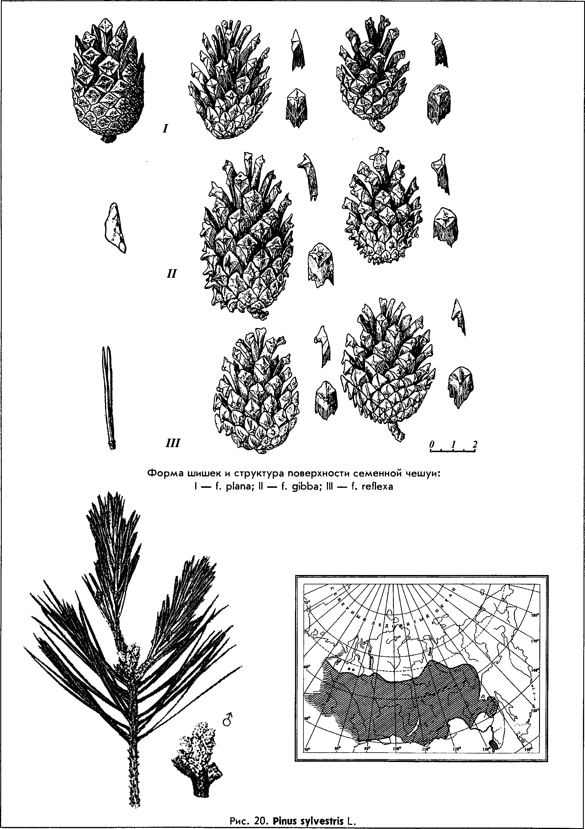 Pinus sylvestris L. — Сосна обыкновенная (Ш) Pinus-13