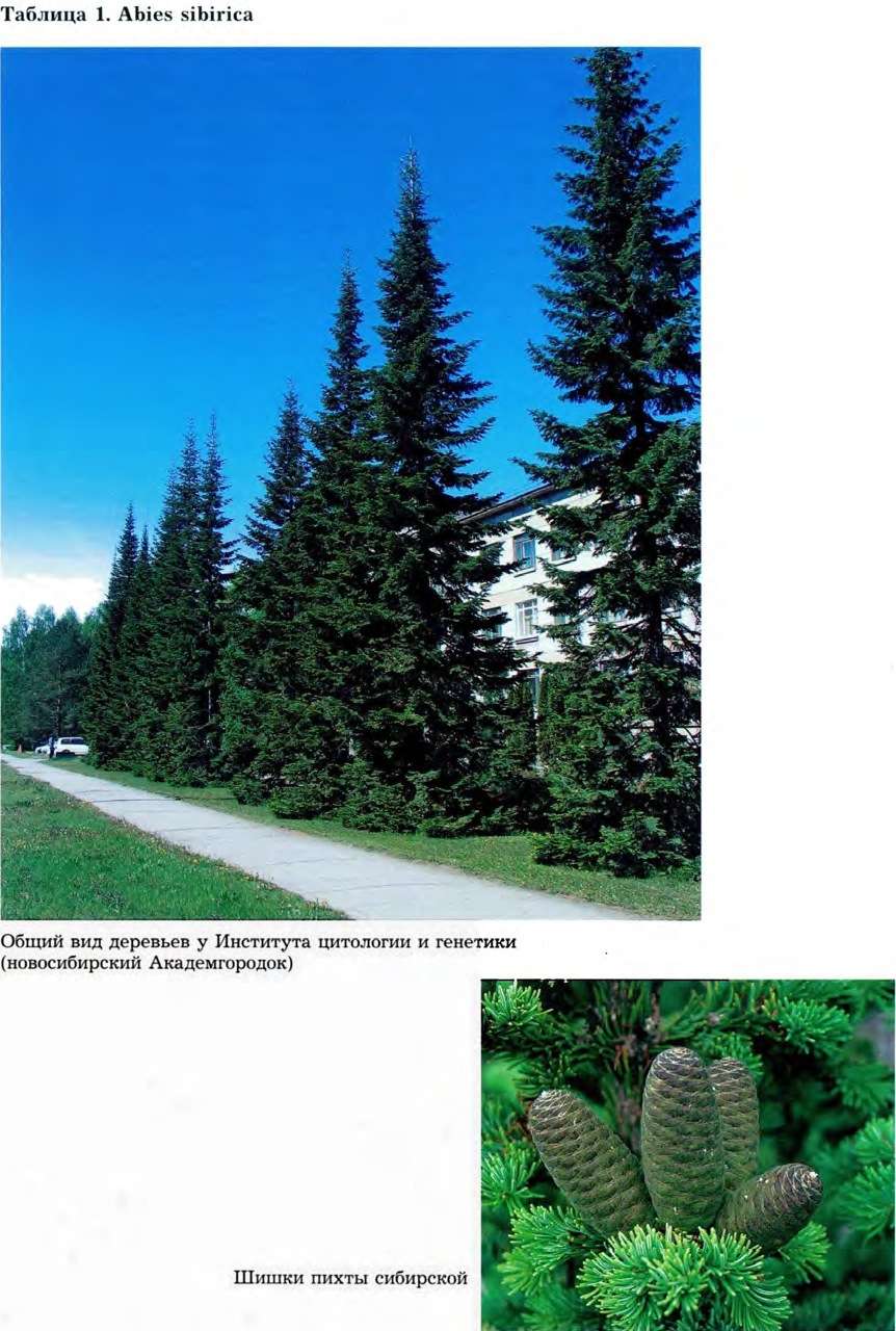 Abies sibirica Ledeb. — Пихта сибирская (Ш) Pixta-10