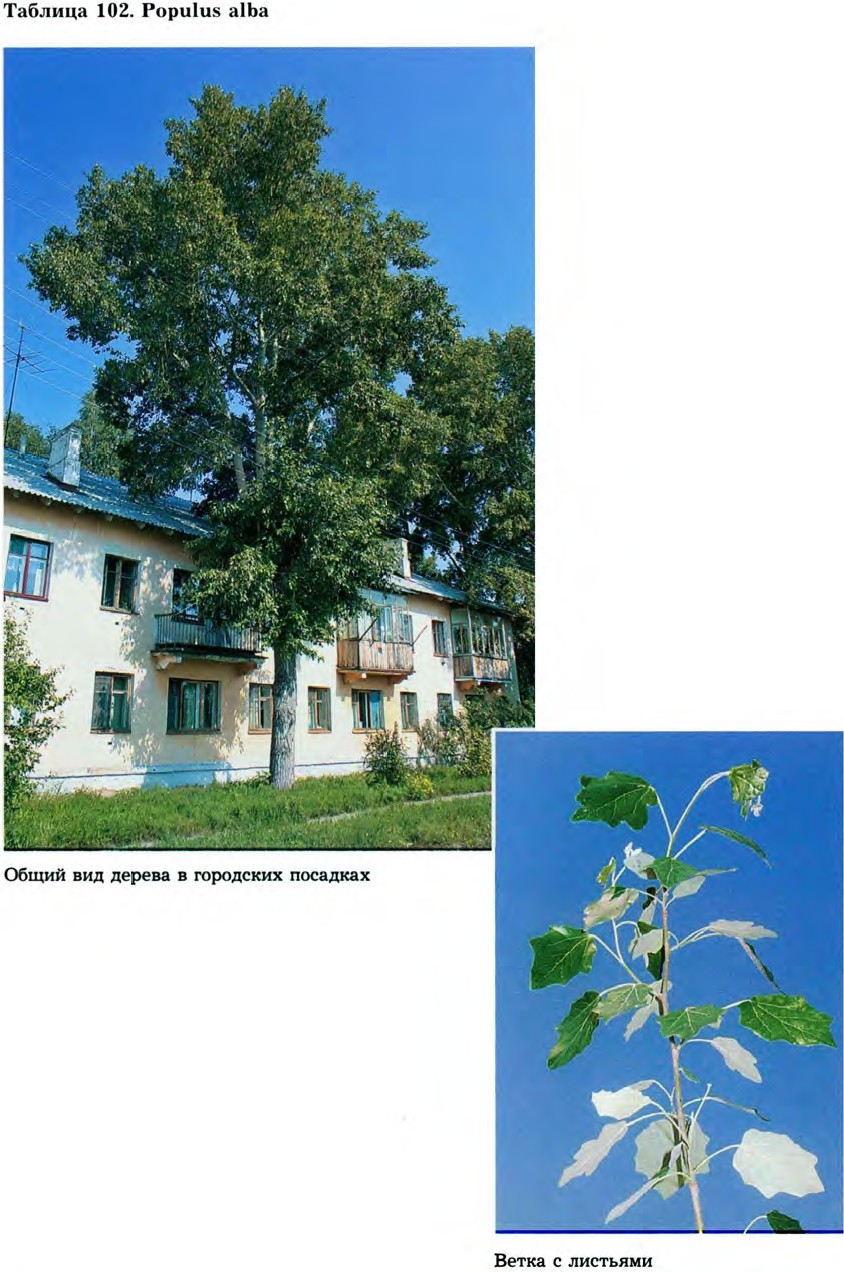 Populus alba L. — Тополь белый, или серебристый (Ш) Populu10