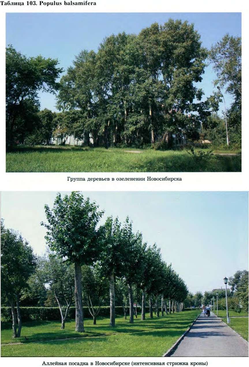Populus balsamifera L. — Тополь бальзамический (Ш) Populu11
