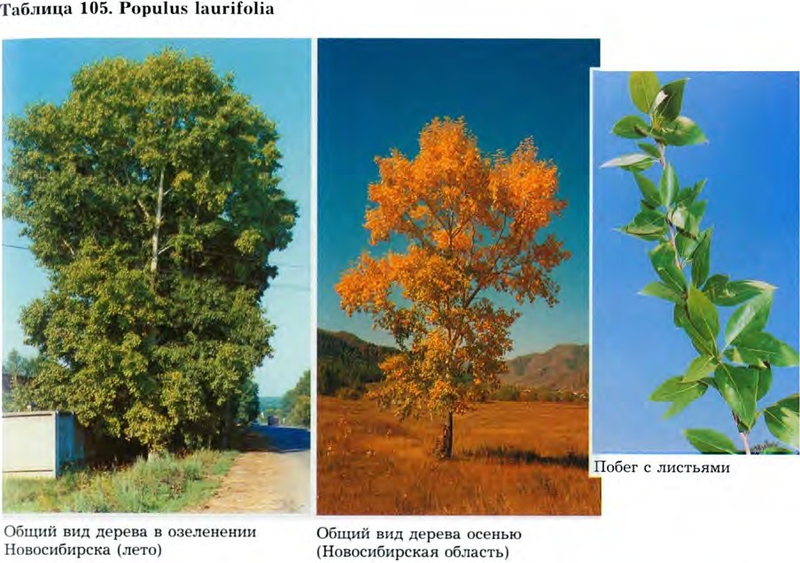 Populus laurifolia Ledeb. — Тополь лавролистный (Ш) Populu13