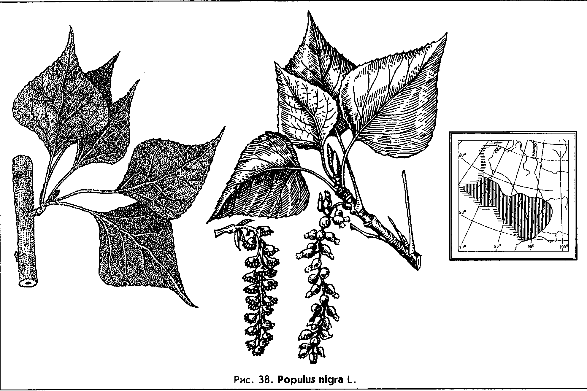 Populus nigra L. — Тополь черный, или осокорь (Ш) Populu13
