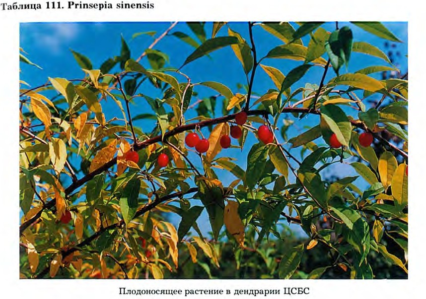 Prinsepia sinensis (Oliv.) Bean — Принсепия китайская (Д) Prinse10