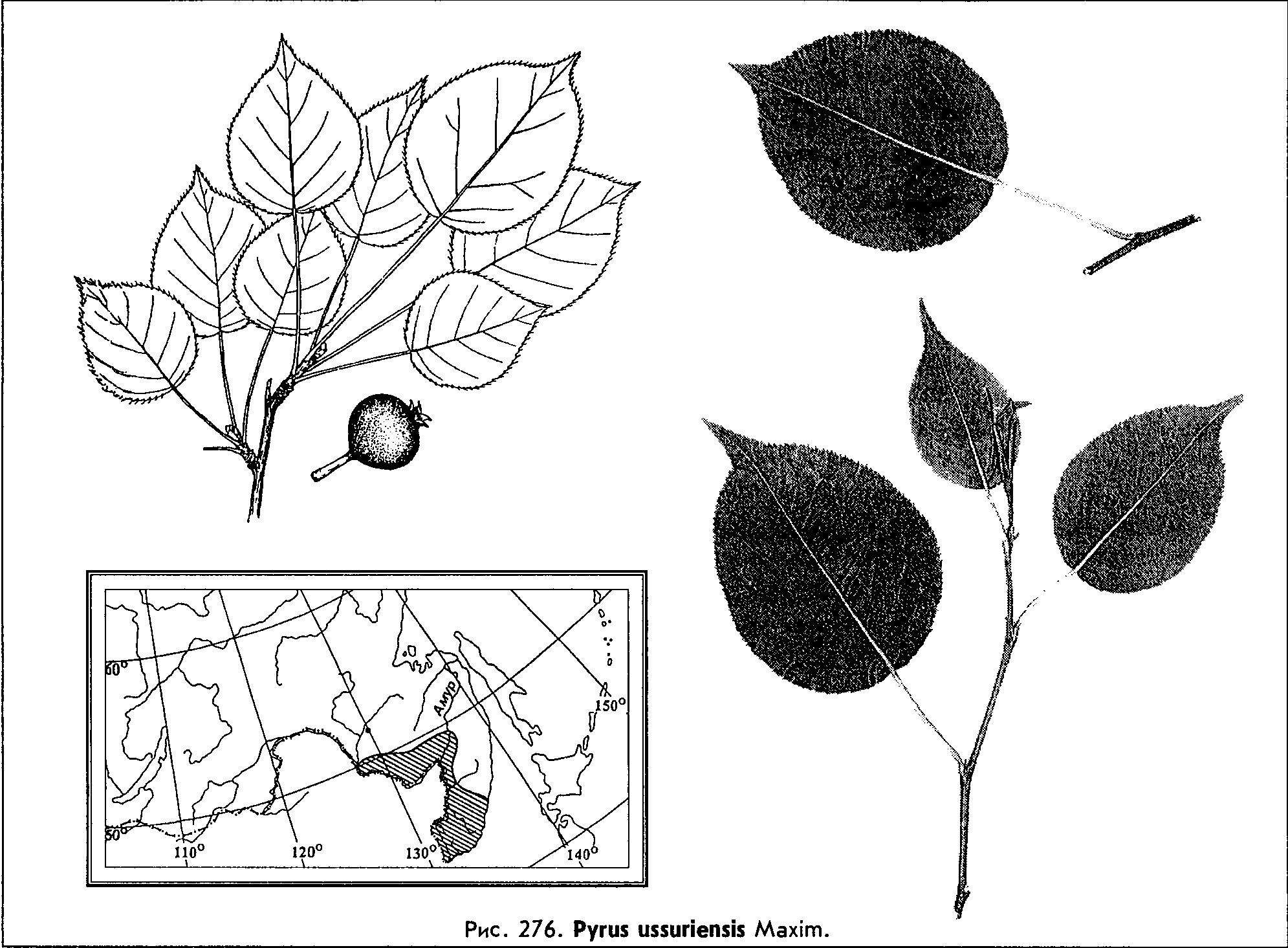 Pyrus ussuriensis Maxim. — Груша уссурийская (Ш) Pyrus-10