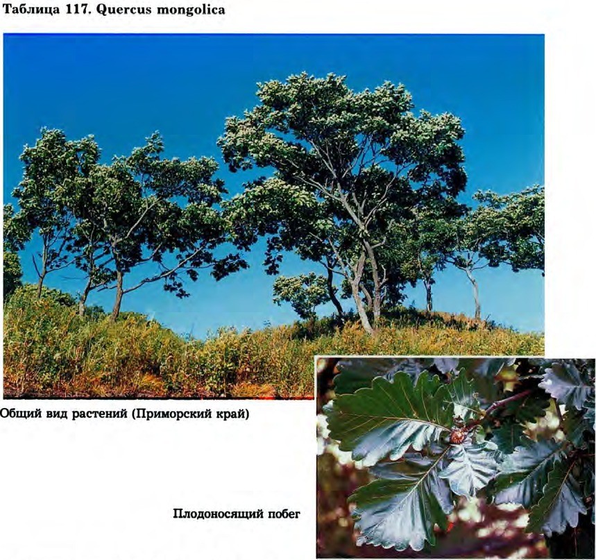 Quercus mongolica Fisch. — Дуб монгольский (Д) Quercu10