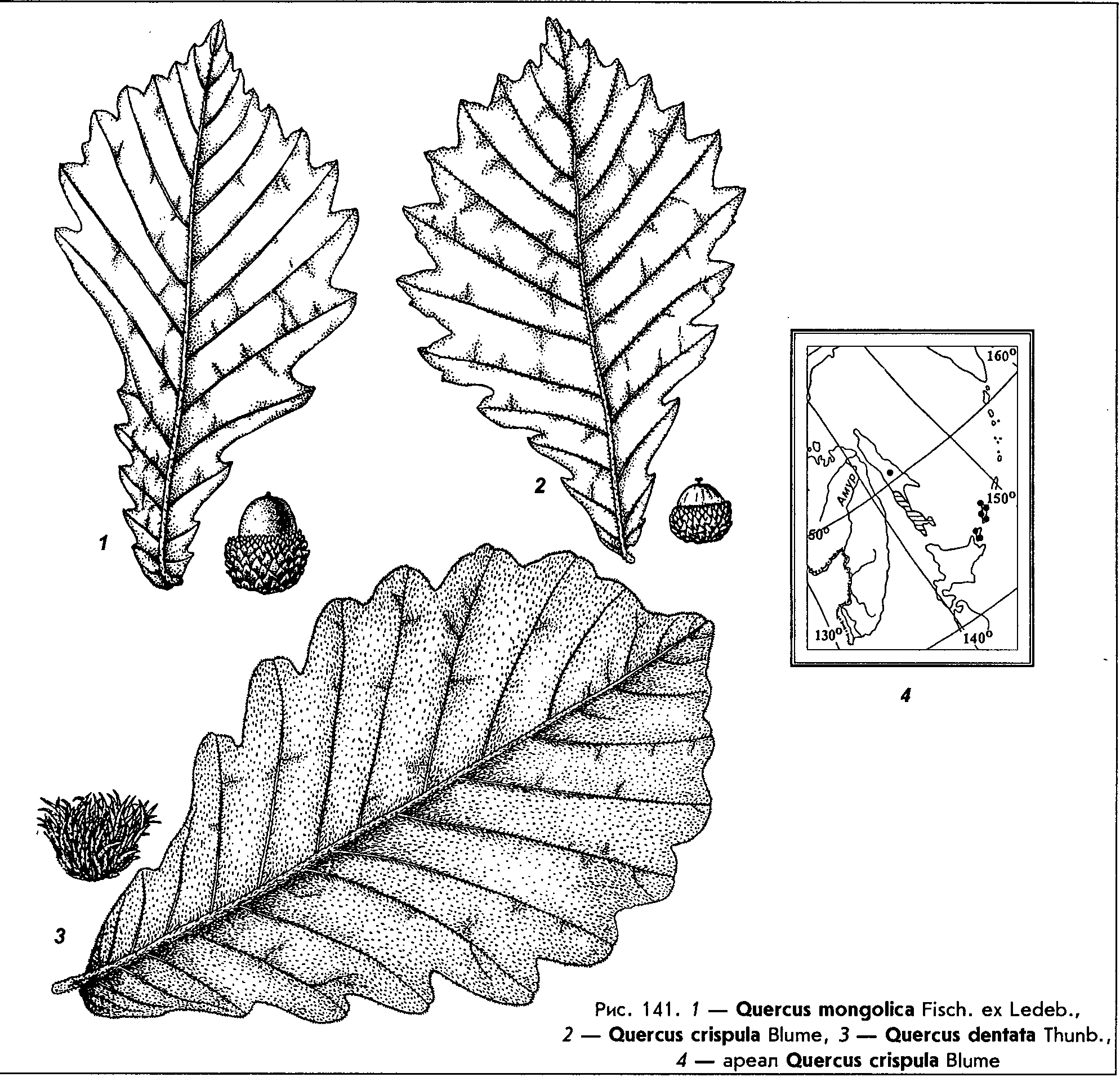 Quercus mongolica Fisch. — Дуб монгольский (Д) Quercu10