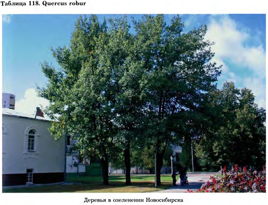Quercus robur L. — Дуб черешчатый (Д) Quercu11