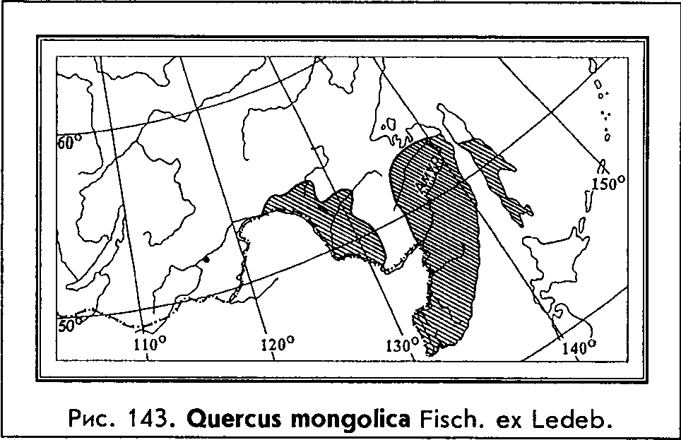 Quercus mongolica Fisch. — Дуб монгольский (Д) Quercu11