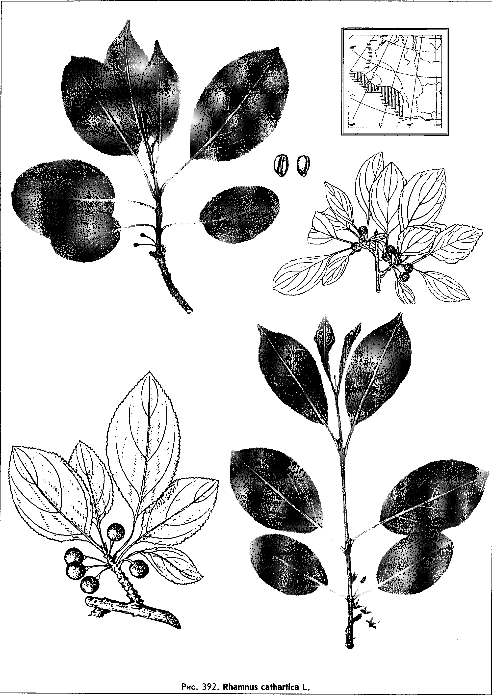 Rhamnus cathartica L. — Жёстер слабительный (Ш) Rhamnu10