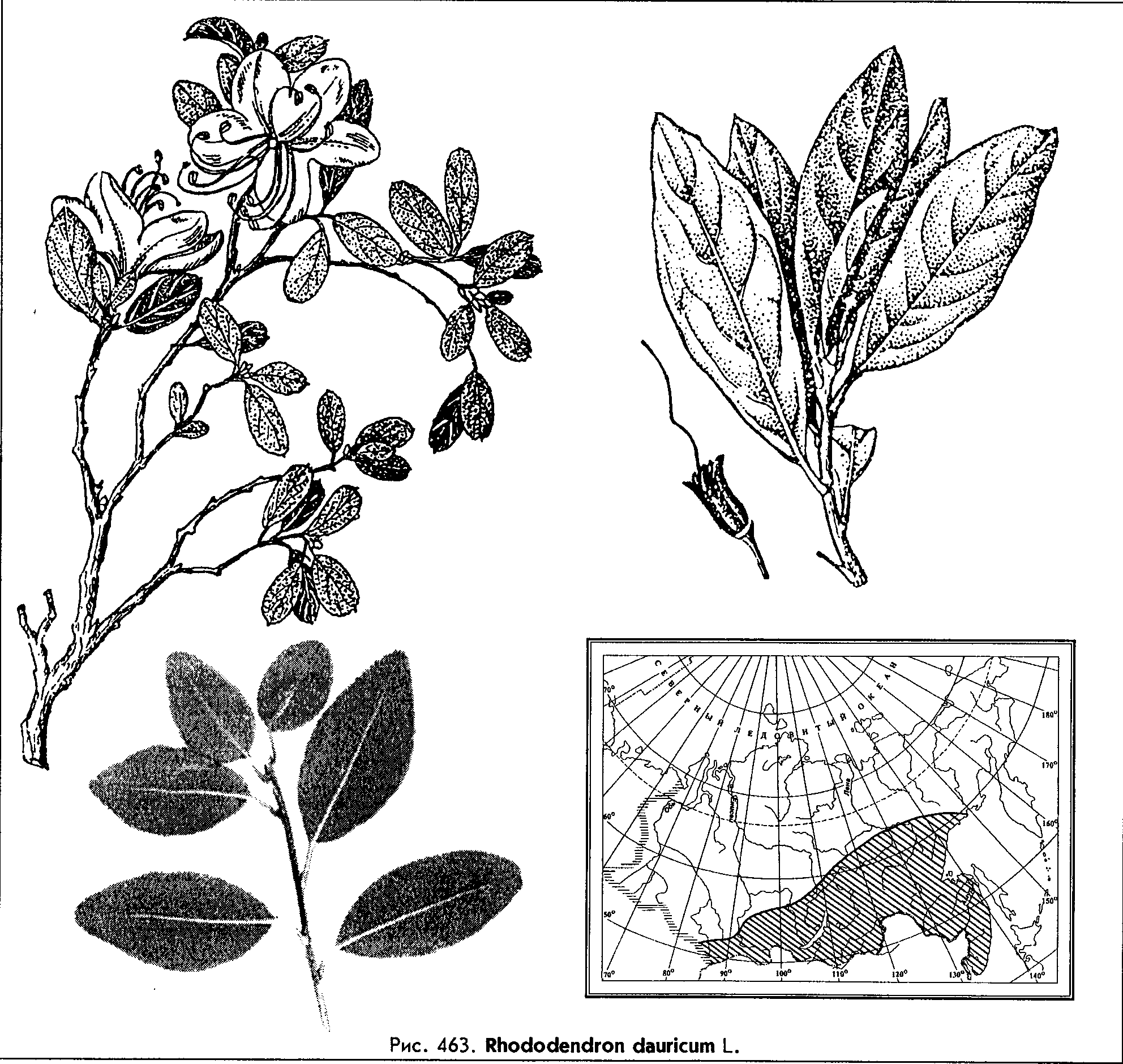 Rhododendron dauricum L. — Рододендрон даурский (Ш) Rhodod10