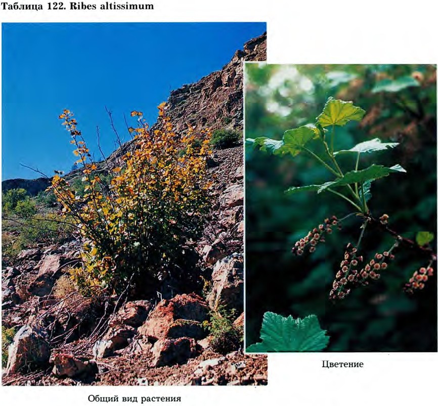 Ribes altissimum Turcz. ex Pojark. — Смородина высочайшая (Д) Ribes-10
