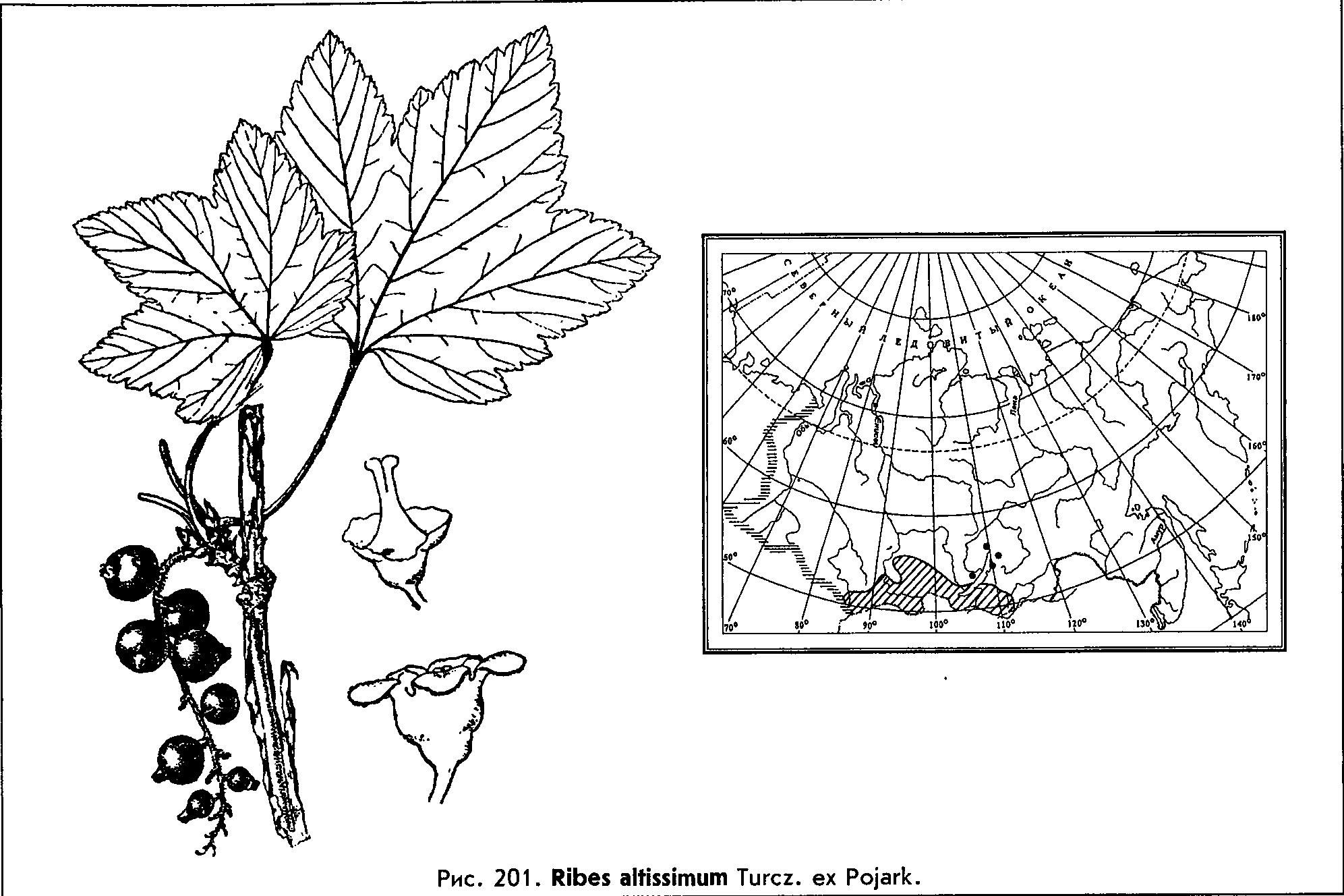 Ribes altissimum Turcz. ex Pojark. — Смородина высочайшая (Д) Ribes-10