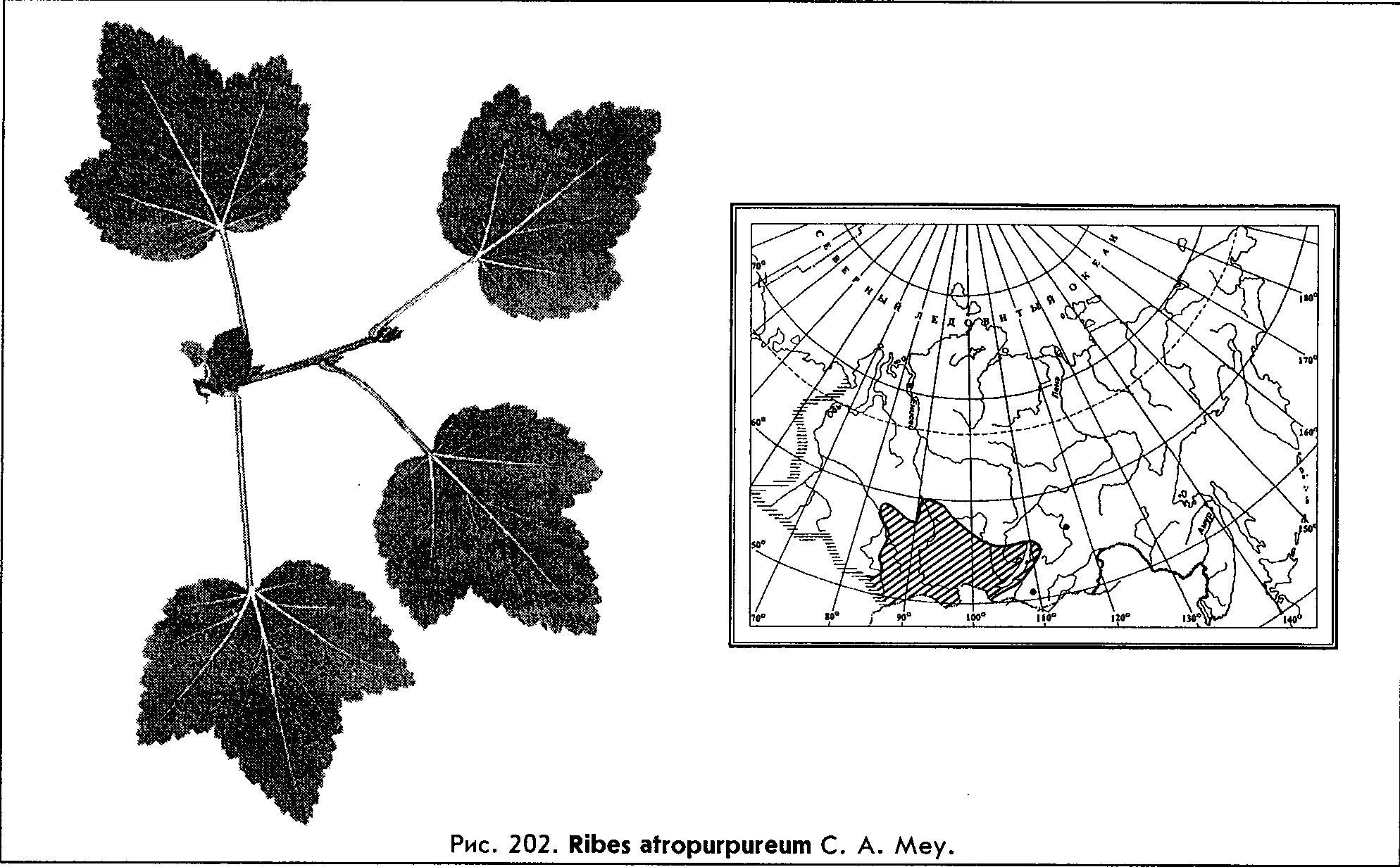 Ribes atropurpureum C.A. Mey. — Смородина тёмнопурпуровая (Ш) Ribes-11