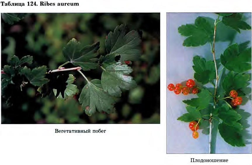 Ribes aureum Pursh — Смородина золотистая (Ш) Ribes-12