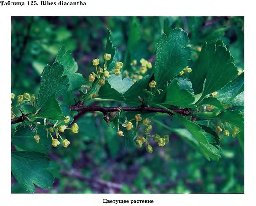 Ribes diacantha Pall. — Смородина двуиглая (Д) Ribes-13