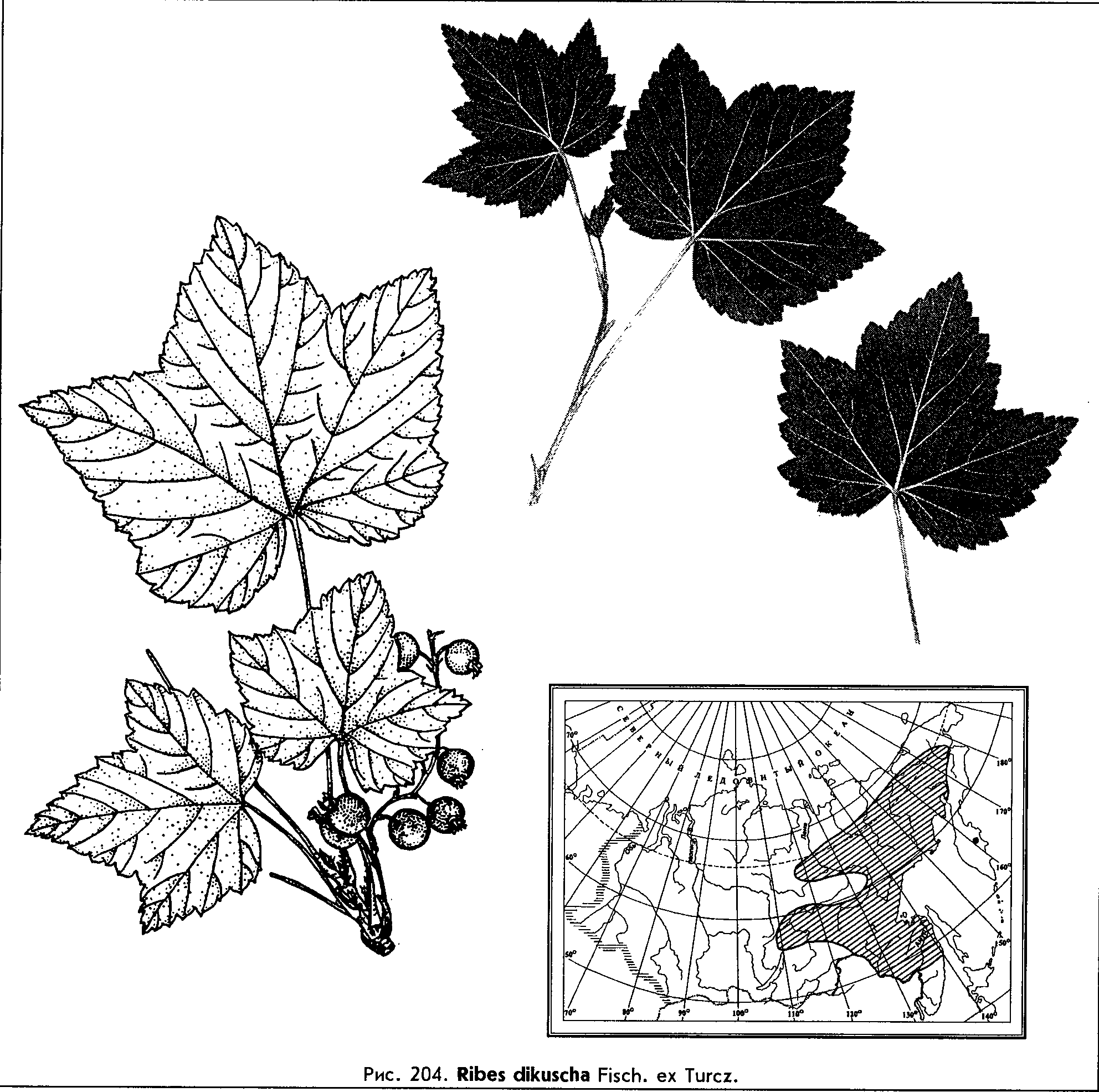 Ribes dikuscha Fisch. ex Turcz. — Смородина дикуша, алданский виноград (Д) Ribes-13