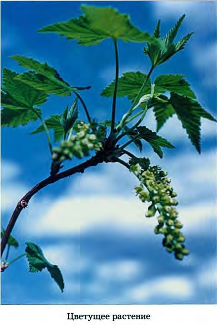 Ribes dikuscha Fisch. ex Turcz. — Смородина дикуша, алданский виноград (Д) Ribes-14