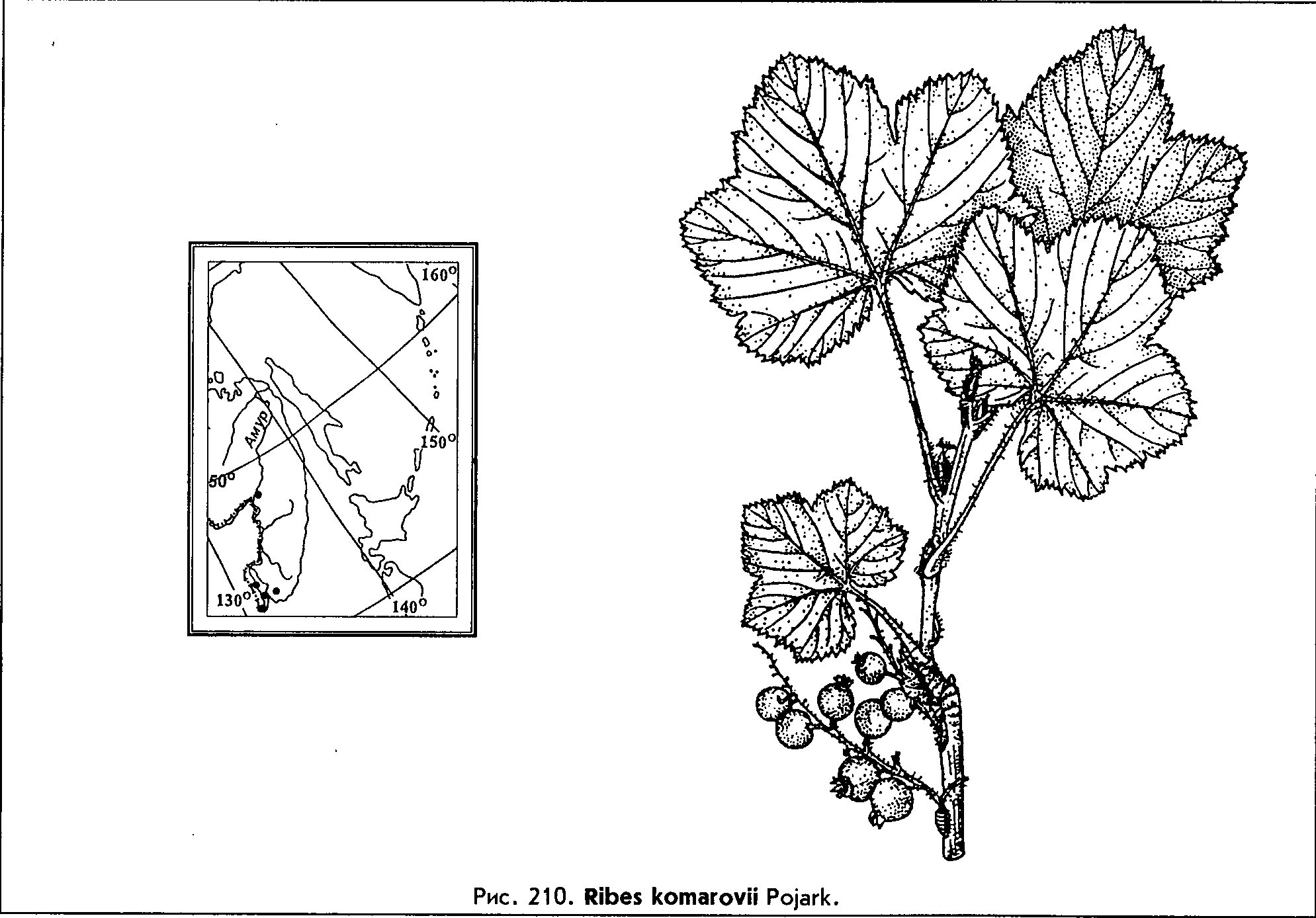 Ribes komarovii Pojark. — Смородина Комарова (Д) Ribes-14