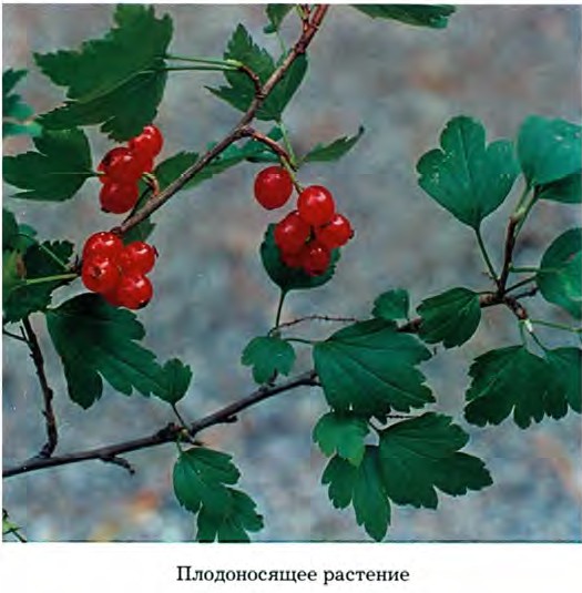 Ribes komarovii Pojark. — Смородина Комарова (Д) Ribes-15