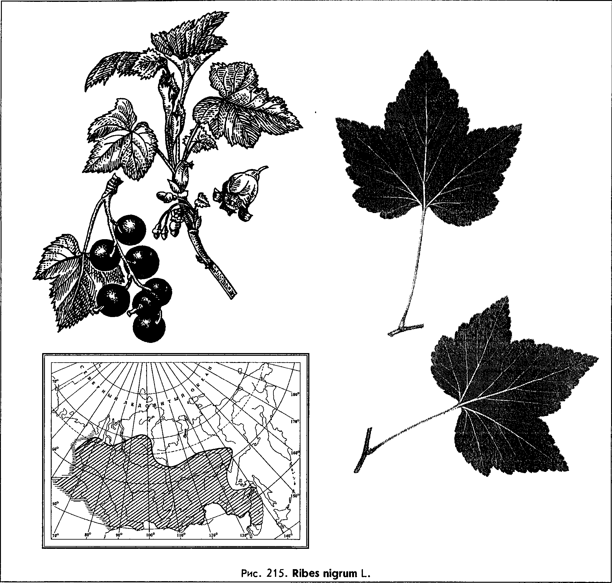 Ribes nigrum L. — Смородина чёрная (Ш) Ribes-15