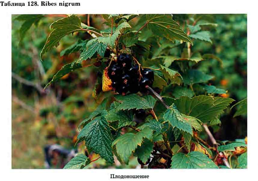 Ribes nigrum L. — Смородина чёрная (Ш) Ribes-16