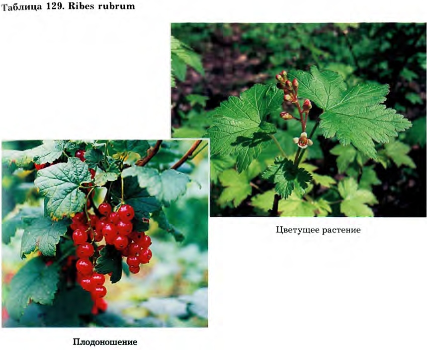 Ribes rubrum L. — Смородина красная (Ш) Ribes-17