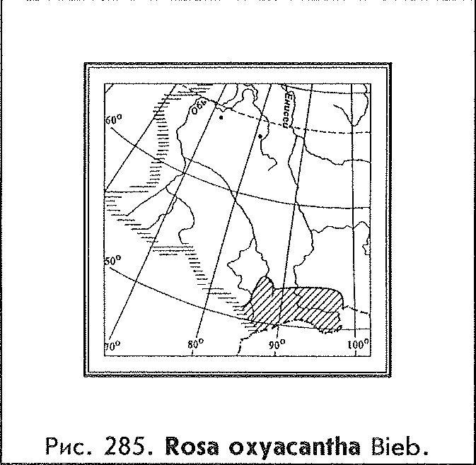 Rosa oxyacantha M. Bieb. — Шиповник остроиглый Rosa-o10