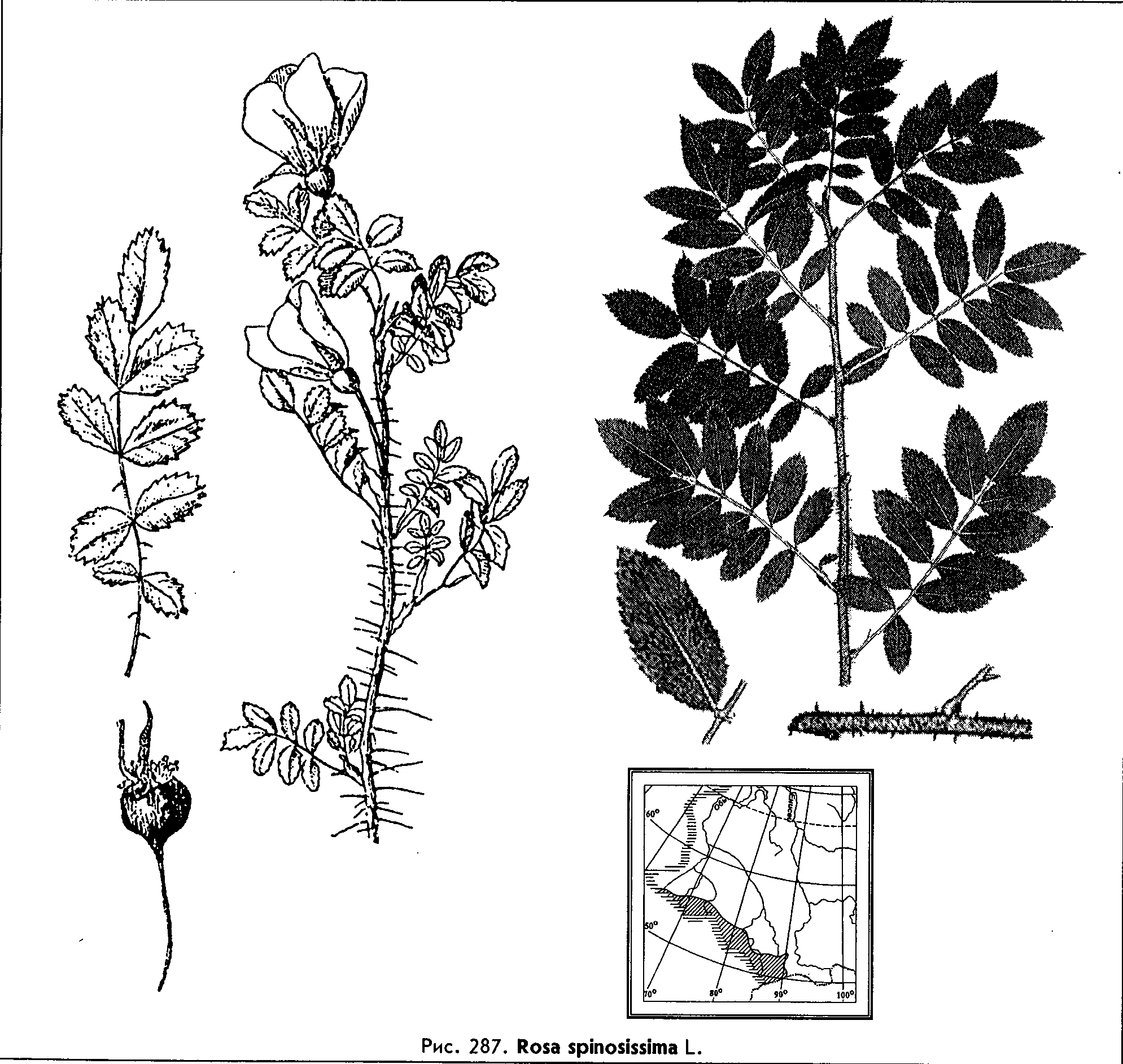 Rosa spinosissima L. — Шиповник колючейший, роза колючейшая (Ш) Rosa-s10