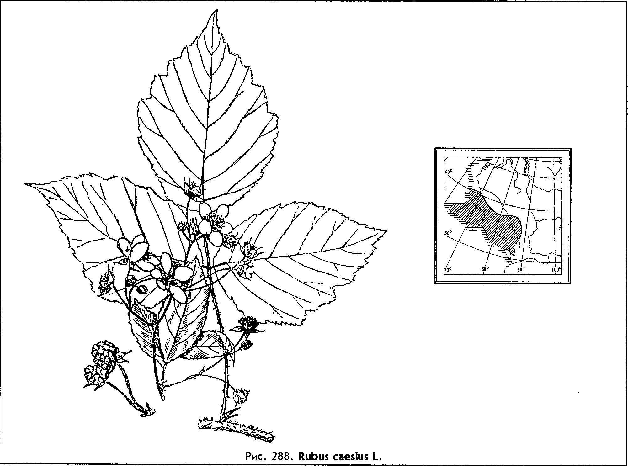 Rubus caesius L. — Ежевика сизая (Д) Rubus-10