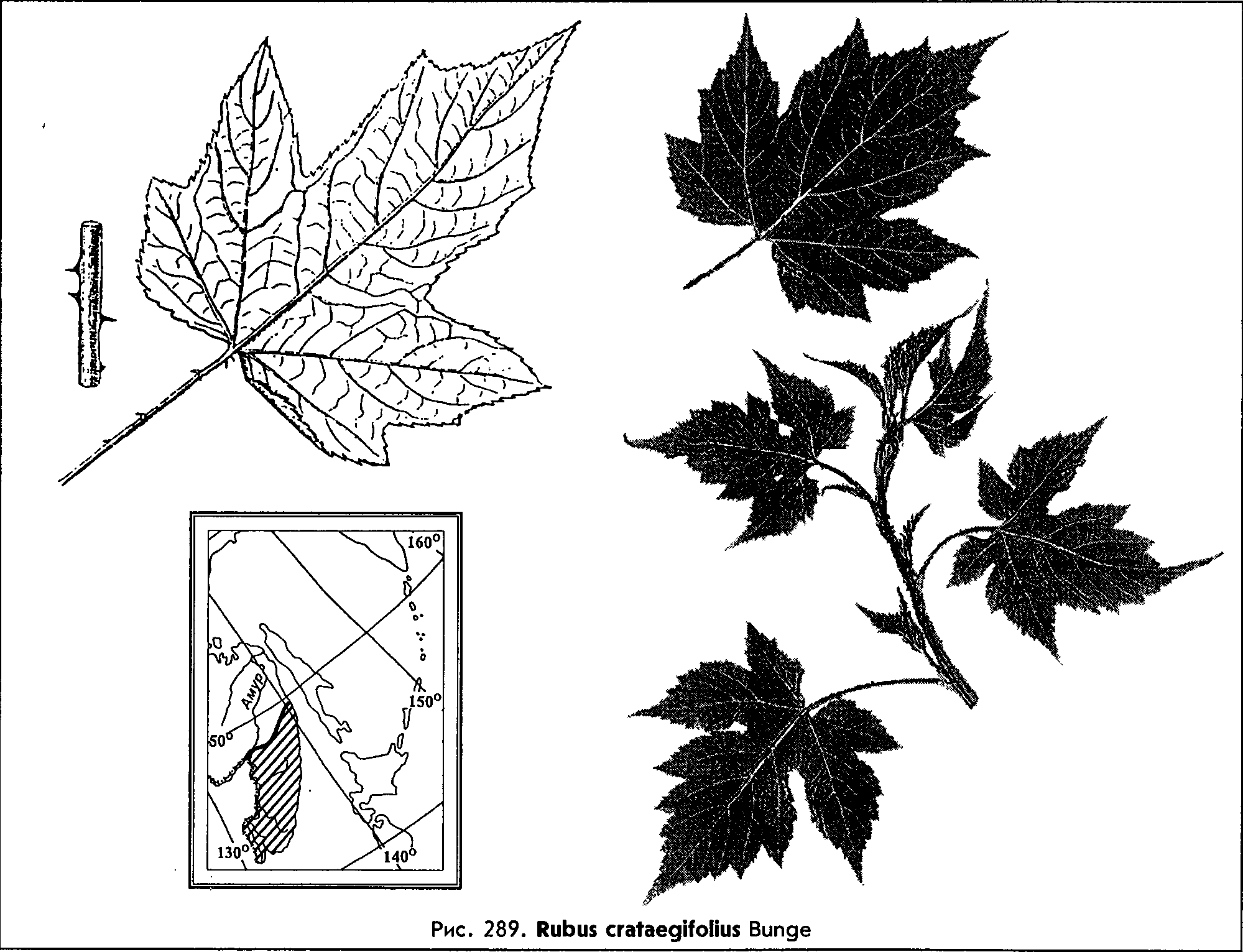 Rubus crataegifolius Bunge — Малина боярышниколистная (О) Rubus-11