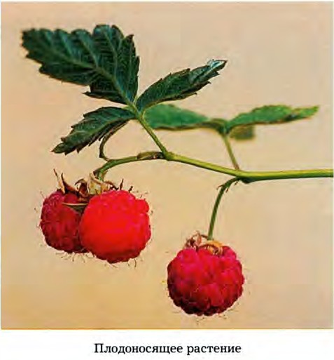Rubus idaeus L. — Малина обыкновенная (О) Rubus-12