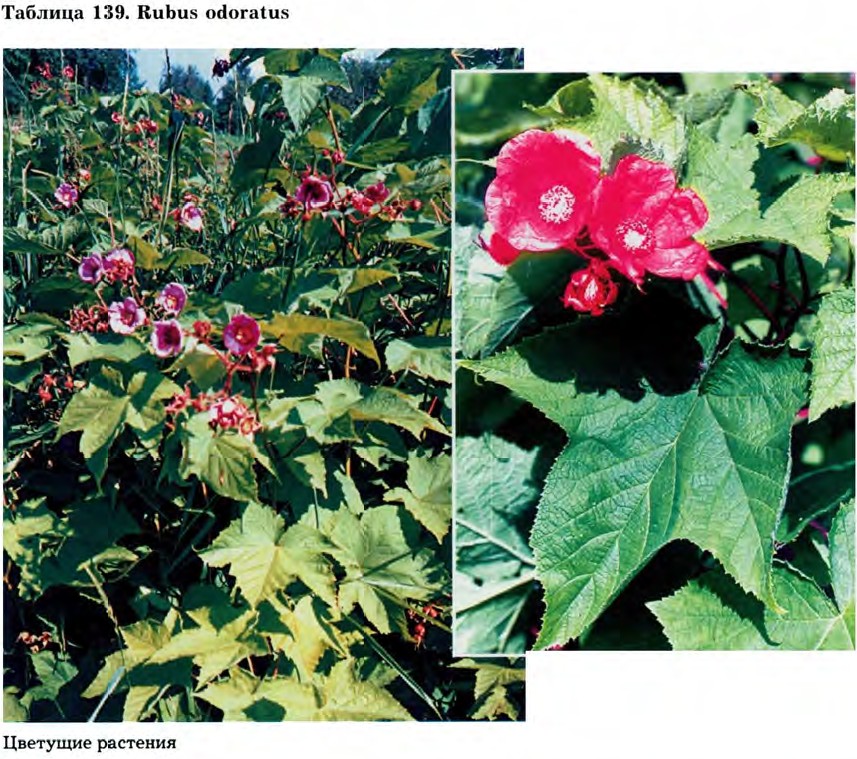 Rubus odoratus L. — Малина душистая (Ш) Rubus-13