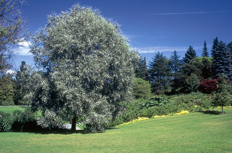 Salix alba L. — Ива белая, серебристая, ветла, белолоз (Ш) Sal01310