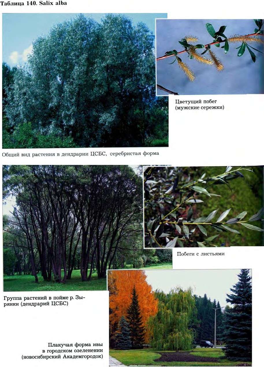 Salix alba L. — Ива белая, серебристая, ветла, белолоз (Ш) Salix-10